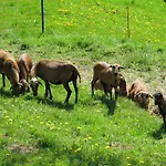 Urlaub Am Bauernhof Klein Bachbauer *
