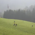Urlaub Am Bauernhof Klein Bachbauer Alojamento de Turismo Rural
